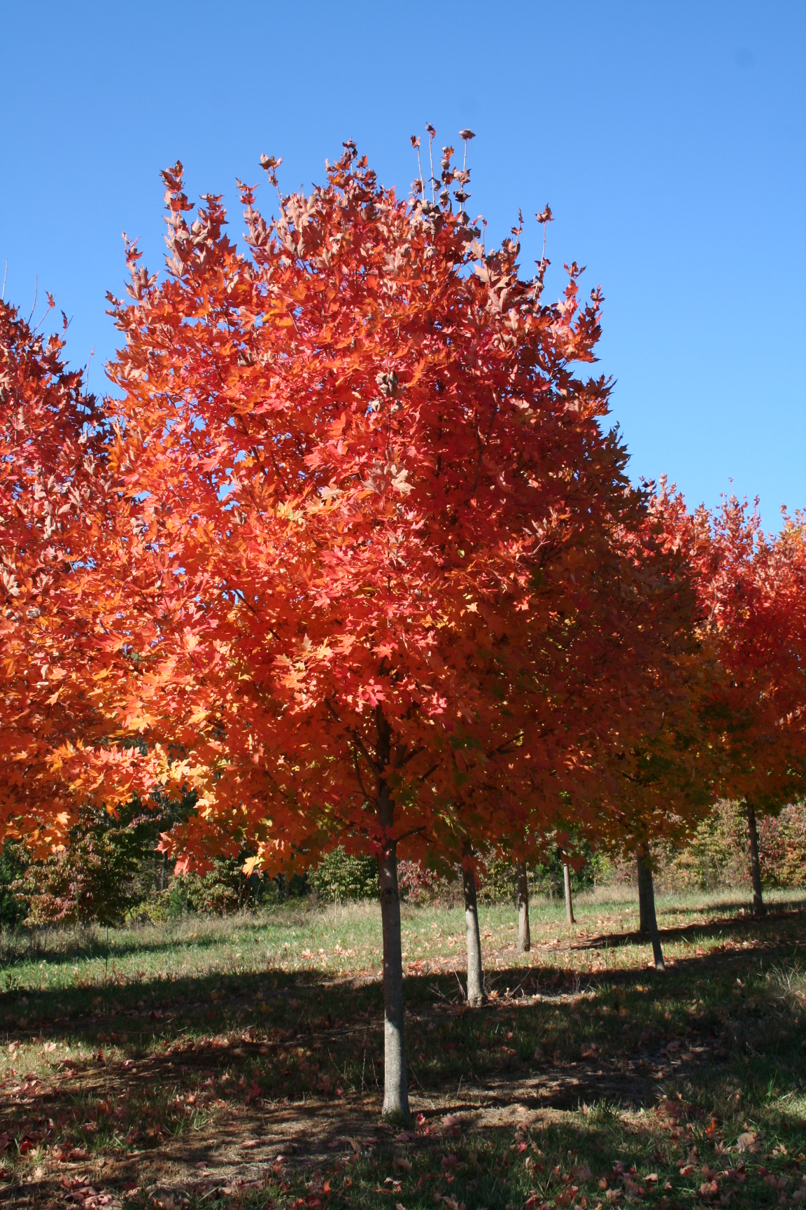 Shade Tree Farm Where The Trees Live 